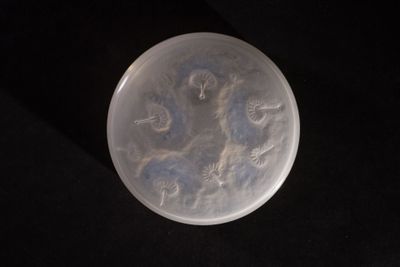 underside view of a plastic disc with a design on it on a black surface