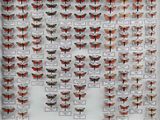de nombreux papillons exposés dans une vitrine