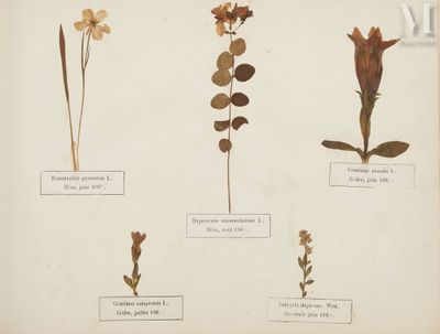 four different types of flowers displayed on a white surface
