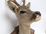 a deer head mounted on the wall next to a stuffed animal