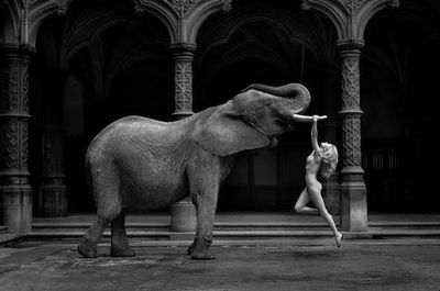 photographie en noir et blanc d'un éléphant debout devant une femme