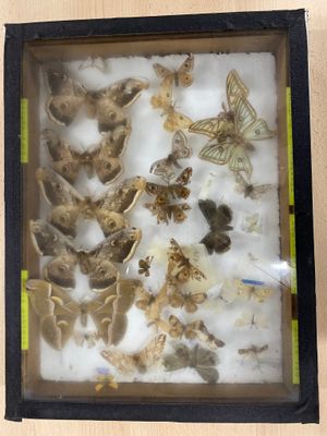 a picture of a picture of moths in a frame