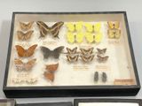 many different types of butterflies displayed in a display case