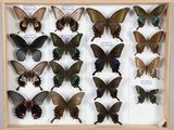 de nombreux papillons disposés dans un cadre en bois