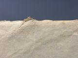 un oiseau perché sur une feuille de papier