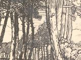 un dessin en noir et blanc représentant une zone boisée