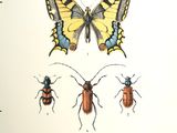 un vieux livre sur lequel figurent un papillon et deux insectes