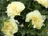 un gros plan sur des fleurs jaunes accompagnées de feuilles vertes