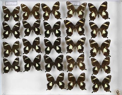 de nombreux papillons exposés dans une vitrine