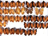 a lot of orange and black butterflies in a white box
