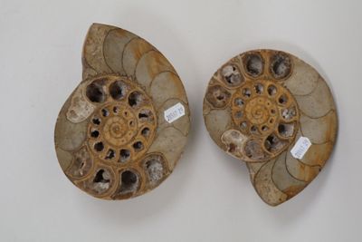 pair of fossilized ammonites on a white background