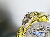 une figurine représentant un chien avec une banane sur la tête