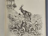 an open book with a picture of a deer on it