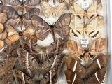 many different types of moths displayed in a glass case