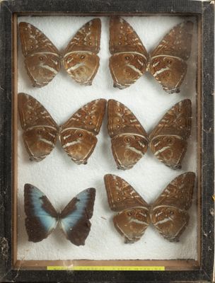 six butterflies in a shadow box on a white surface