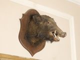 a boar head mounted on the wall of a room
