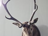 a deer head mounted on a wall in a room