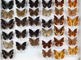 de nombreux types de papillons différents présentés dans une vitrine