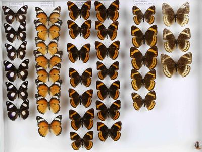 de nombreux types de papillons exposés dans une vitrine