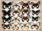 beaucoup de papillons qui se trouvent dans une boîte en bois