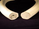 an image of a close up of an elephant tusk on a black background