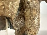 a close up of an elephant ' s head on a clear stand