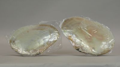 two oysters wrapped in plastic on a white surface