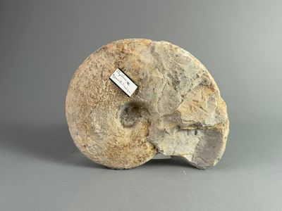 une photo d'un crâne fossile sur lequel est accrochée une étiquette