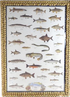 an image of a framed picture of fish on a wall