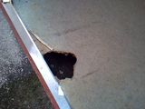 a hole in the sidewalk where a fire hydrant is located