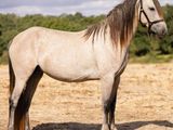 un cheval qui se tient au milieu d'un champ