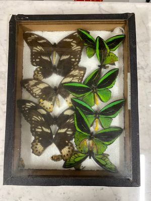 many butterflies in a shadow box on a table