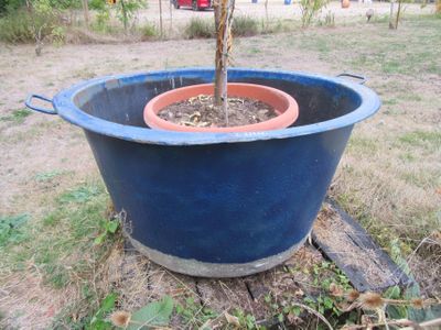 un arbre en pot posé au milieu d'une souche d'arbre