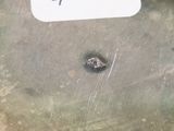 a small bug that is sitting on the ground