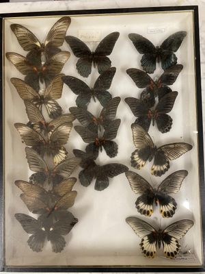 a picture of a display of butterflies in a glass case