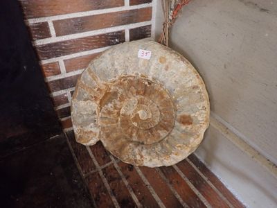 un gros fossile posé par terre, près d'un mur de briques