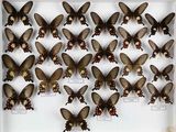 de nombreux papillons exposés dans une boîte blanche