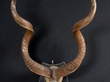 une tête d'antilope accrochée au mur sur un fond noir