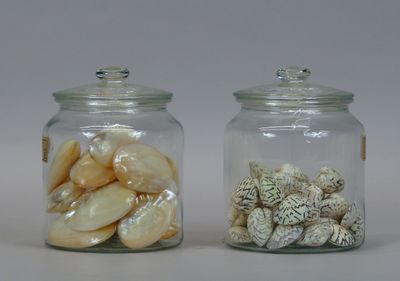 two glass jars with shells in them on a table