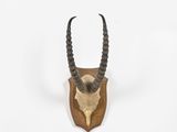 une tête d'antilope empaillée accrochée au mur, avec de longues cornes