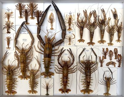 many different types of lobsters displayed in a white box