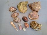 a lot of shells that are on the table