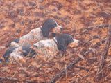 two dogs that are laying down in the grass