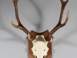 une image représentant une tête de cerf accrochée au mur