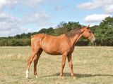a brown horse that is standing in a field