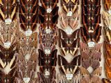many different types of moths displayed on the wall