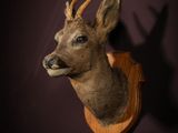 deer head mounted on a wall in a dark room