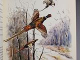 an open book with a picture of pheasants flying in the air