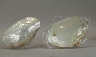 two pieces of shell that are wrapped in plastic