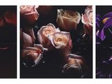 three different pictures of flowers are shown on a black background